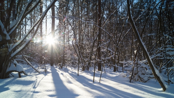 Winter Forest at Sunset. .