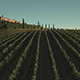 Aerial Drone Footage of Grape Fields in Tuscany - VideoHive Item for Sale