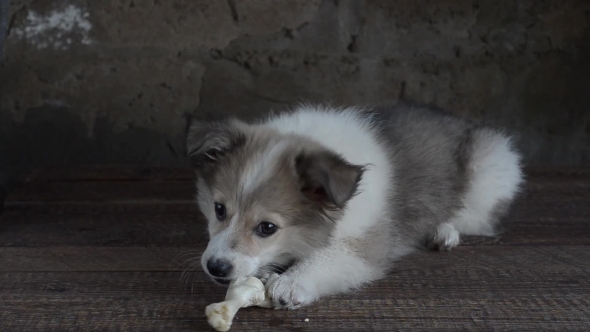 The Little Puppy Was Lying on the Wooden Floor and Eats Treats for Dogs, Chicken Paw