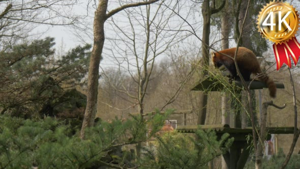 Firefox Stands on a Top of Feeder Eats Leaves