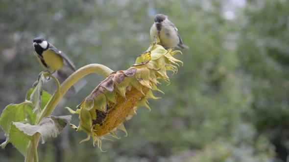 Birds Peck at Seeds and Chase Each Other