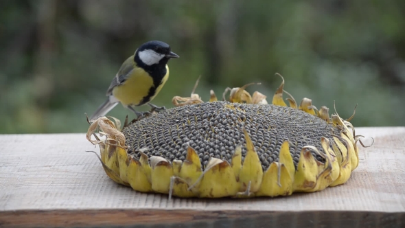 Birds Pecking Seeds From Sunflowers