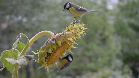 Birds Pecking Sunflower Seeds
