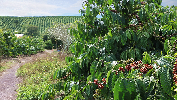 Coffee Plantation in Eastern Vietnam