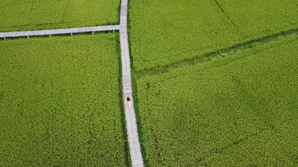 Aerial view of a woman walking on bamboo bridge in paddy field by drone