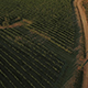 Drone Footage of Vineyards in Tuscany Region - VideoHive Item for Sale