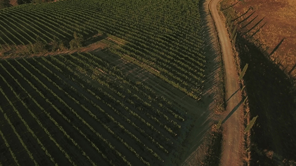 Drone Footage of Vineyards in Tuscany Region alt