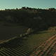Aerial Shot of Vineyards in Tuscany - VideoHive Item for Sale
