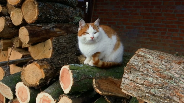 Beautiful Red Cat Sitting on a Woodpile alt