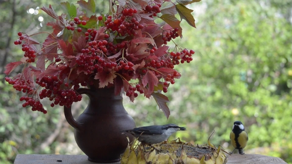 Birds Pecking Sunflower Seeds From Sunflower, Which Is on the Table in the Garden. alt