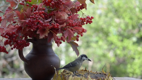 Bird, Titmouse and Nuthatches Pecking Seeds From a Sunflower alt