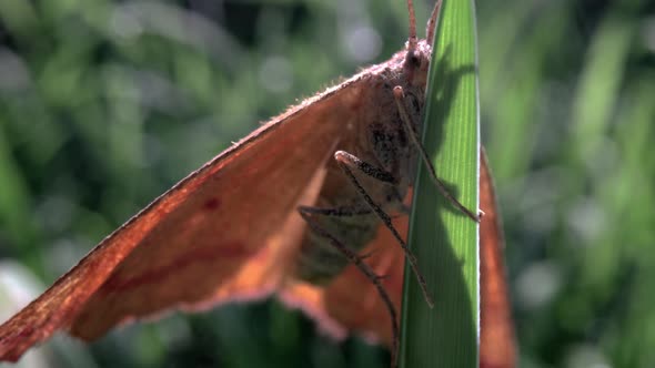 Close Up Macro of Moth on Leaf alt