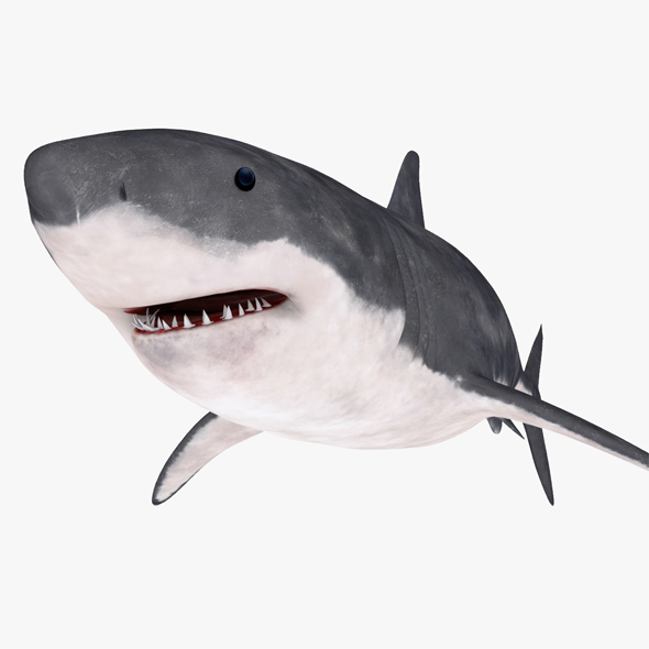 Great white shark - 3Docean 19457879