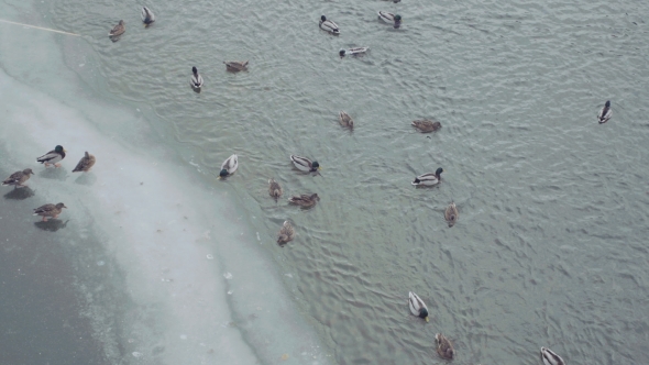 Wild Ducks. Many Mallards Walk on Ice of Partly Frozen Pond, Jump Into Water and Swim