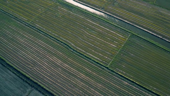 Aerial Flight Above Rice Fields