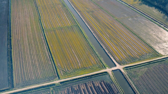 Aerial Flight Above Rice Fields