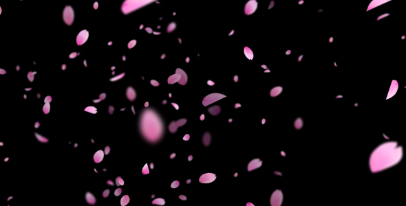 3 Sakura Petals 4k Pack, Motion Graphics 