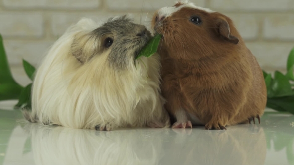 One Guinea Pig Robs Another Cucumber Struggle for Survival  Stock Footage Video alt