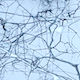 Tangle of Branches On The Snow 1 - VideoHive Item for Sale