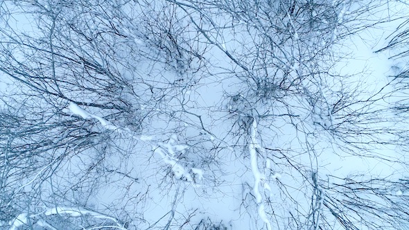 Tangle of Branches On The Snow 1