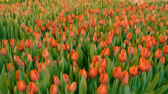 Pink Tulips Flowers . Growing Ornamental and Flowers for Landscape Design and Gifts alt