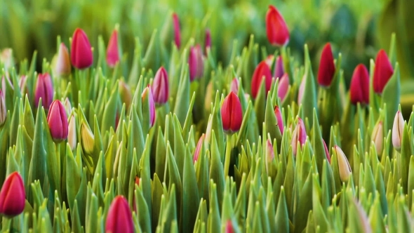 Pink Tulips Flowers . Growing Ornamental and Flowers for Landscape Design and Gifts alt