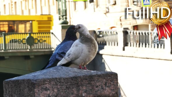 Couple of Pigeons in St. Petersburg, Russia