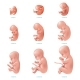 Human Fetus Inside Icon Set, Vectors | GraphicRiver