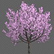 Flowering Cherry Tree - VideoHive Item for Sale