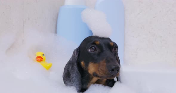 Black Dachshund Bathes in Water with Bubbles in Bathtub, Stock Footage