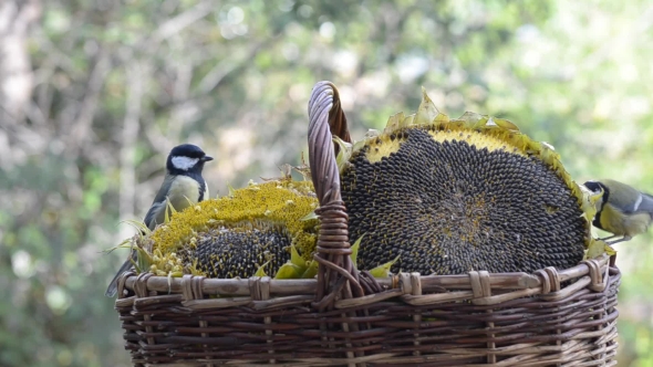 Lots of Little Birds Pecking Seeds