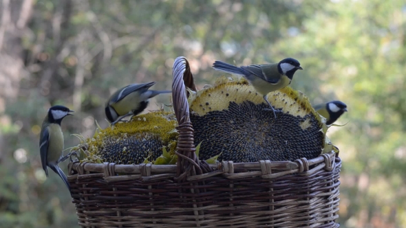 Lots of Little Birds Pecking Sunflower Seeds