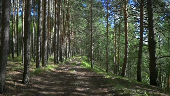 Forest Road 2