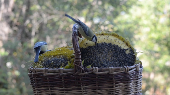Lots of Little Birds Pecking Sunflower Seeds