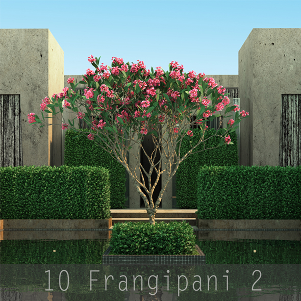 10 Frangipani Tree - 3Docean 19485782