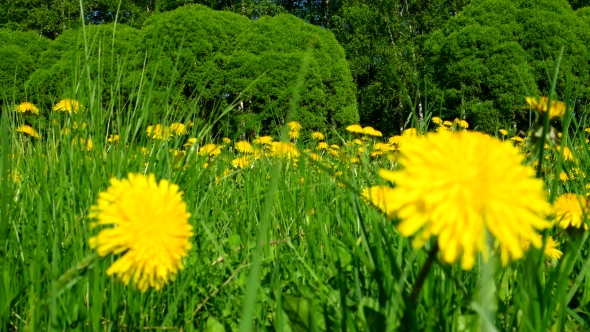 Field with Yellow Dandelions. Sunny Summer Day alt