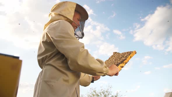 Beekeeper Looks Frame From a Bee Hive for Honey
