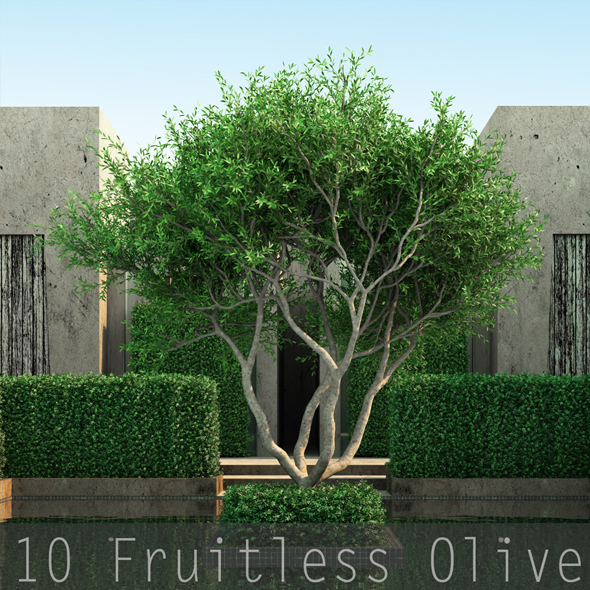 10 Fruitless Olive - 3Docean 19487340