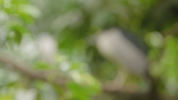 The Black-crowned Night Heron (Nycticorax Nycticorax) Perched on a Tree Branch. Malaysia. alt