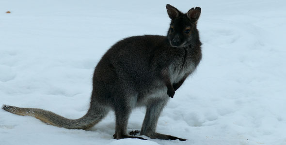 Kangaroo alt