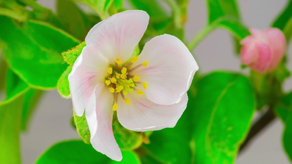 White Apple Tree Flowers alt