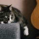 Cat Resting on the Sofa Near a Guitar - VideoHive Item for Sale