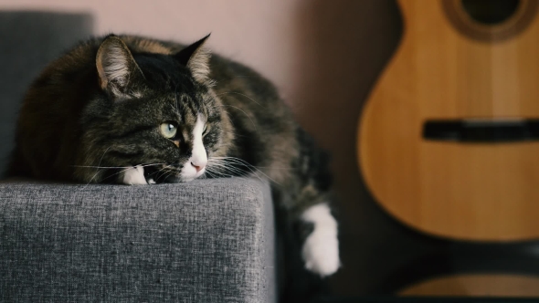 Cat Resting on the Sofa Near a Guitar