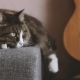 Cat Resting on the Sofa Near a Guitar - VideoHive Item for Sale