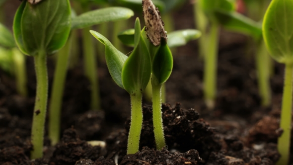 Germinating Cucumber Seeds Agriculture Spring, Stock Footage | VideoHive