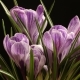 Flower Blooming Beautiful Spring  On Black Background - VideoHive Item for Sale