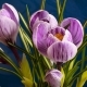 Flower Blooming Beautiful Spring - VideoHive Item for Sale