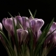 Flower Blooming Beautiful Spring  On Black Background - VideoHive Item for Sale