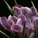 Flower Blooming Beautiful Spring  On Black Background - VideoHive Item for Sale