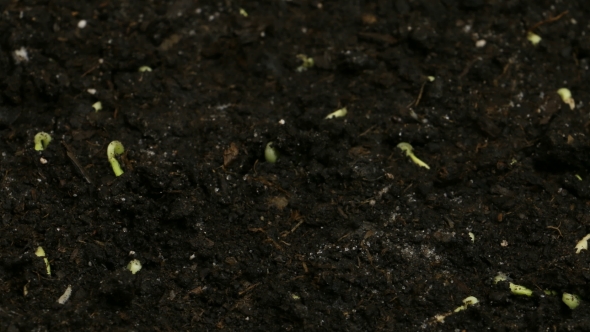 Germinating Cucumber Seeds Agriculture Spring alt